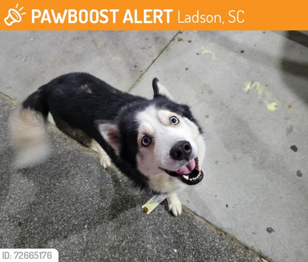 Found/Stray Unknown Dog last seen Ladson Road, Ladson, SC 29456