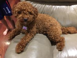 Lost Female Dog last seen Biggs st, Saint Albans, VIC 3021