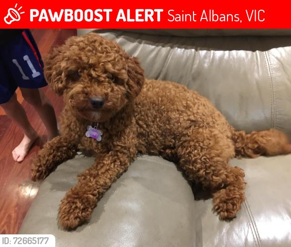 Lost Female Dog last seen Biggs st, Saint Albans, VIC 3021