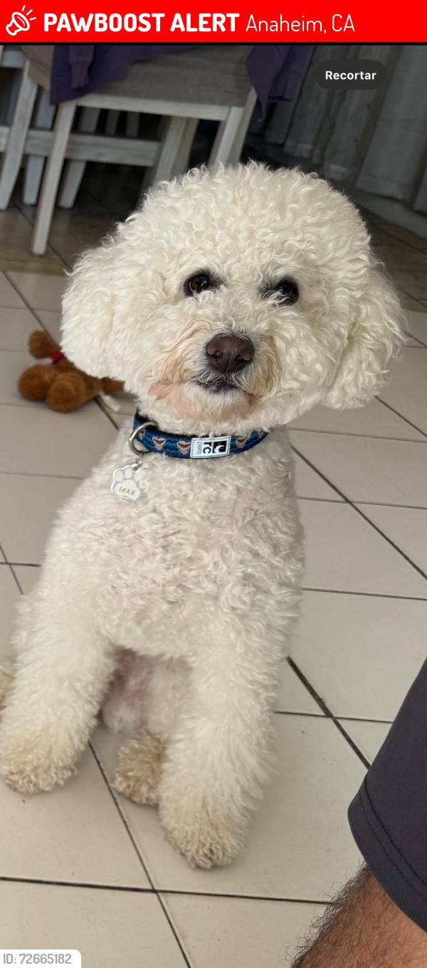 Lost Male Dog last seen Lincoln and dale, Anaheim, CA 92801