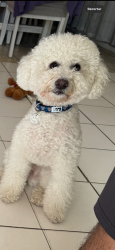 Lost Male Dog last seen Lincoln and dale, Anaheim, CA 92801