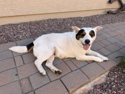 Found/Stray Female Dog last seen Gila freeway , Gila River, AZ 85248
