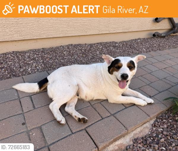 Found/Stray Female Dog last seen Gila freeway , Gila River, AZ 85248