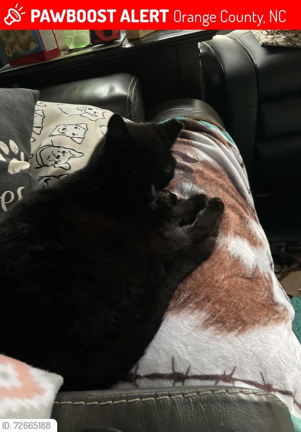 Lost Male Cat last seen Green Riley, Orange County, NC 27572