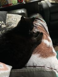 Lost Male Cat last seen Green Riley, Orange County, NC 27572