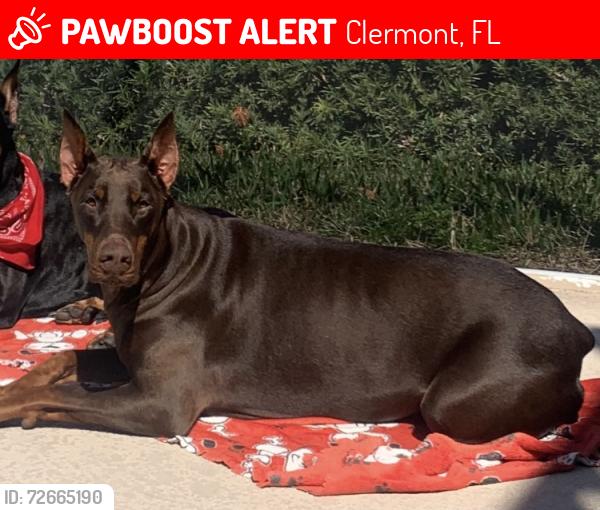 Lost Female Dog last seen Near lake ridge circle and lake shore drive, Clermont, FL 34711