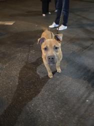 Found/Stray Male Dog last seen 8th ave S & Woodland St , Nashville, TN 37206