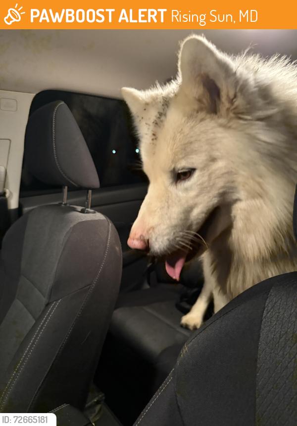 Found/Stray Unknown Dog last seen Riding Sun Police Station and Church, Rising Sun, MD 21911