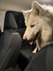 Found/Stray Unknown Dog last seen Riding Sun Police Station and Church, Rising Sun, MD 21911