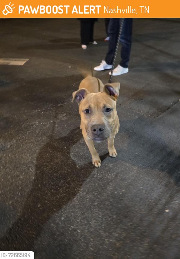 Found/Stray Male Dog last seen 8th ave S & Woodland St , Nashville, TN 37206