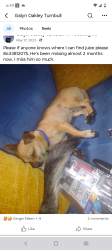 Lost Male Dog last seen Spine and joint institute by heartland national bank , Sebring, FL 33870