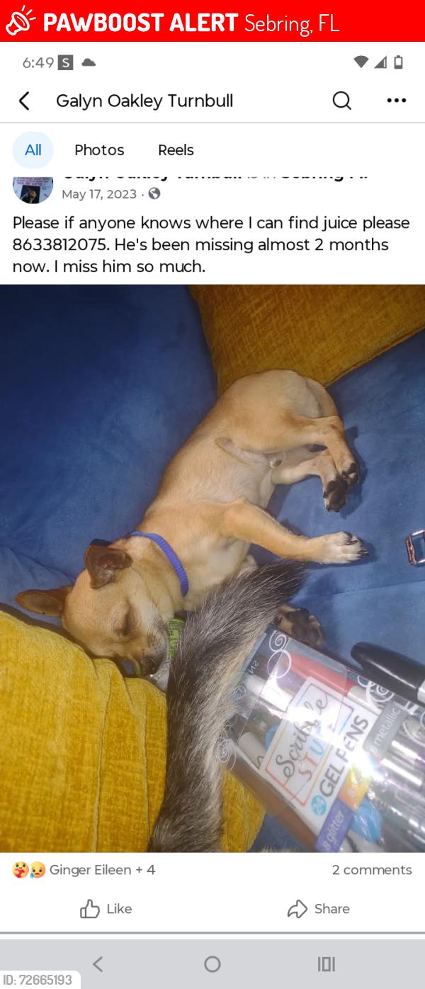 Lost Male Dog last seen Spine and joint institute by heartland national bank , Sebring, FL 33870