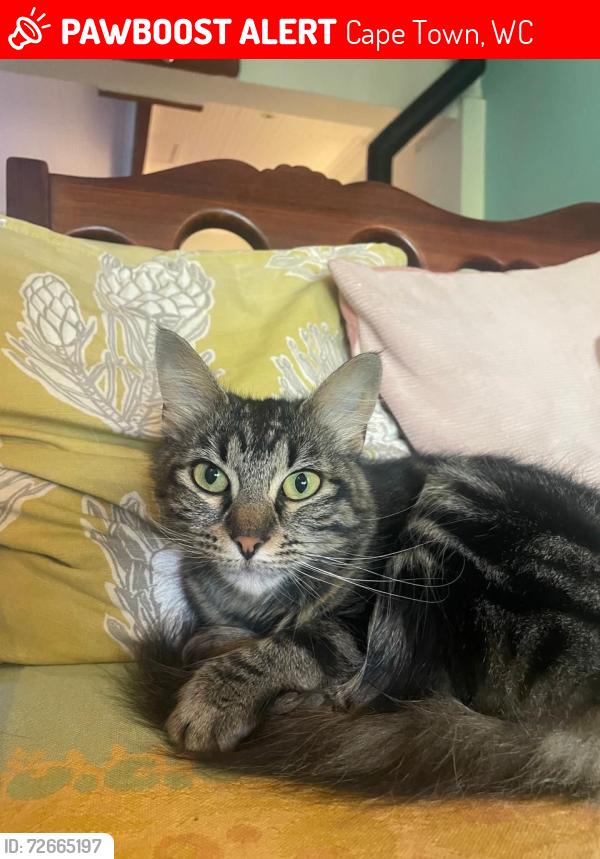 Lost Female Cat last seen fenced in plot of land on devonshire street woodstock , Cape Town, WC 7925