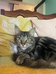 Lost Female Cat last seen fenced in plot of land on devonshire street woodstock , Cape Town, WC 7925