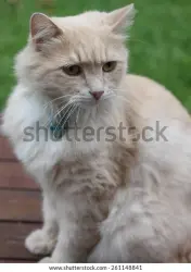Found/Stray Unknown Cat last seen Strickland St, Bass Hill, NSW 2197