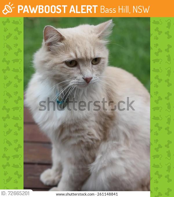 Found/Stray Unknown Cat last seen Strickland St, Bass Hill, NSW 2197