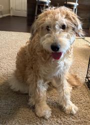 Found/Stray Female Dog last seen Van Meter Rd by railroad tracks, Lexington, KY 40510