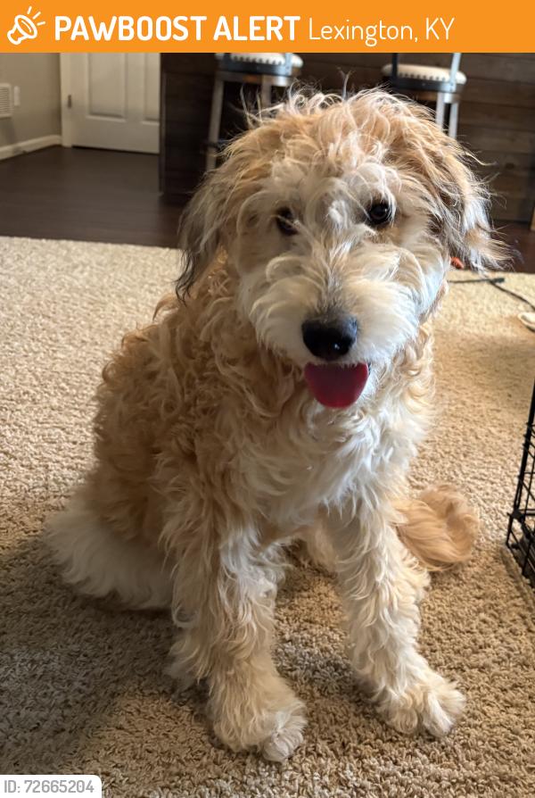 Found/Stray Female Dog last seen Van Meter Rd by railroad tracks, Lexington, KY 40510