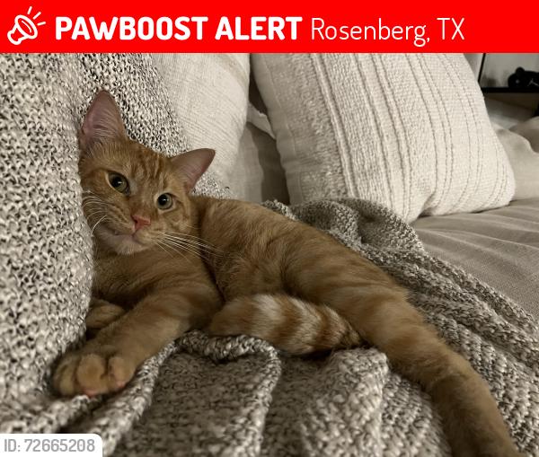Lost Male Cat last seen Zephyr, Rosenberg, TX 77471