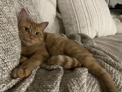 Lost Male Cat last seen Zephyr, Rosenberg, TX 77471