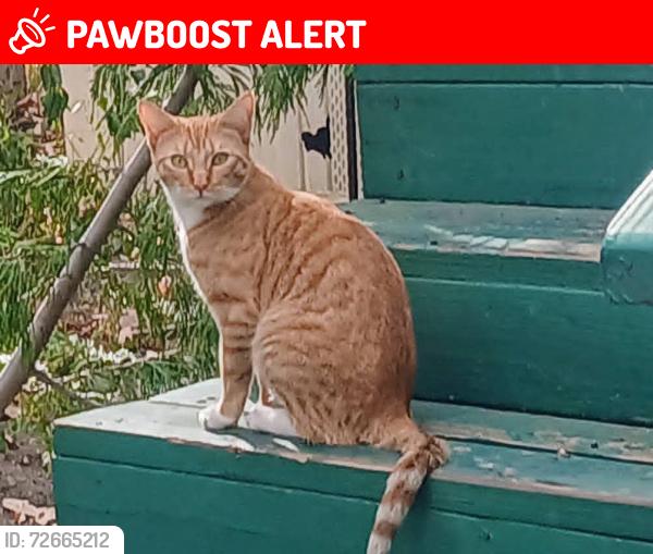 Lost Female Cat last seen Delano Drive - Royal Pines RV Park, Idyllwild-Pine Cove, CA 92549