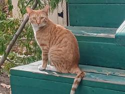 Lost Female Cat last seen Delano Drive - Royal Pines RV Park, Idyllwild-Pine Cove, CA 92549