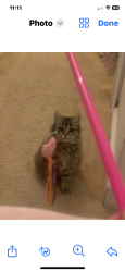 Lost Unknown Cat last seen Emerald @ Seasons , Redondo Beach, CA 90277