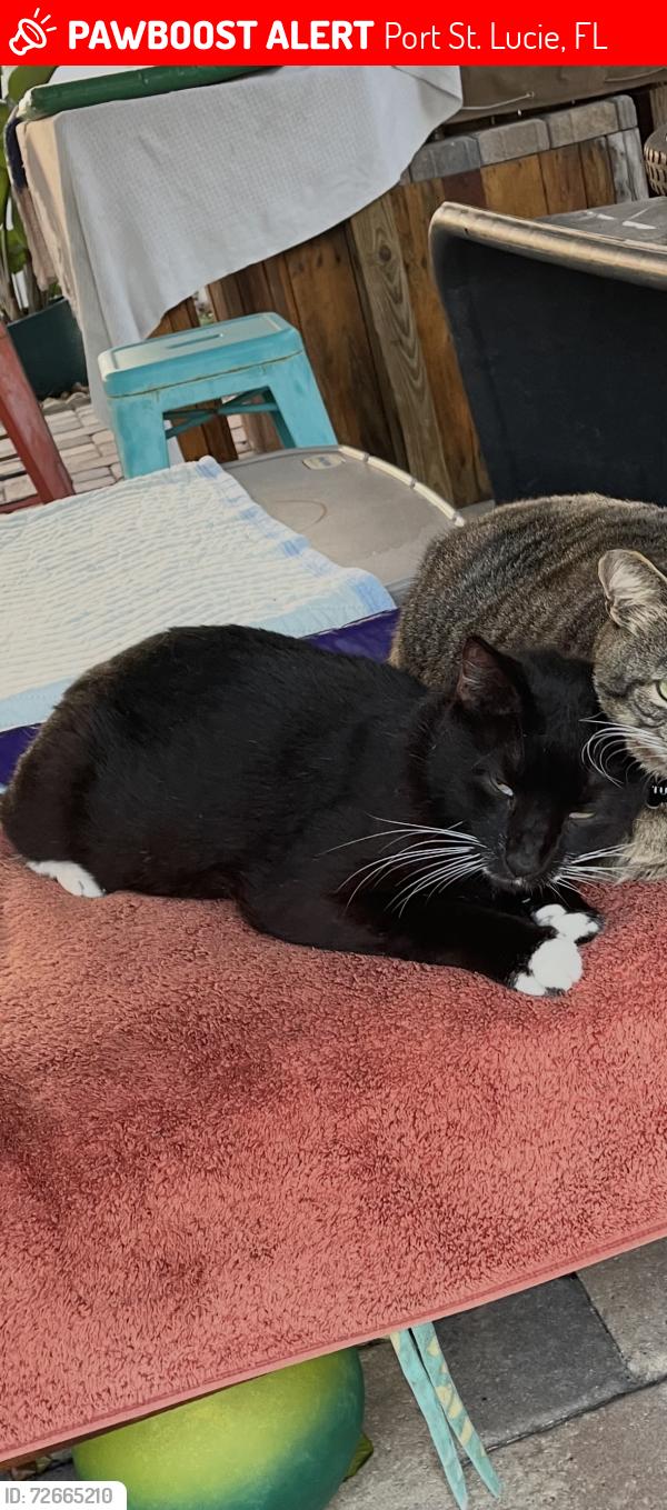 Lost Male Cat last seen Floresta & Airoso near Northport K-8, Port St. Lucie, FL 34983