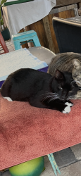 Lost Male Cat last seen Floresta & Airoso near Northport K-8, Port St. Lucie, FL 34983