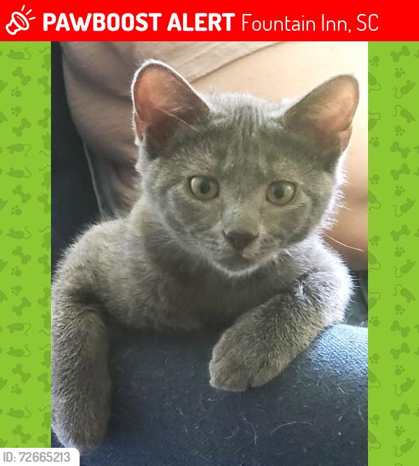 Lost Female Cat last seen Jenkins Bridge Road, Fountain Inn, SC 29644