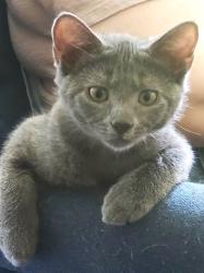 Lost Female Cat last seen Jenkins Bridge Road, Fountain Inn, SC 29644