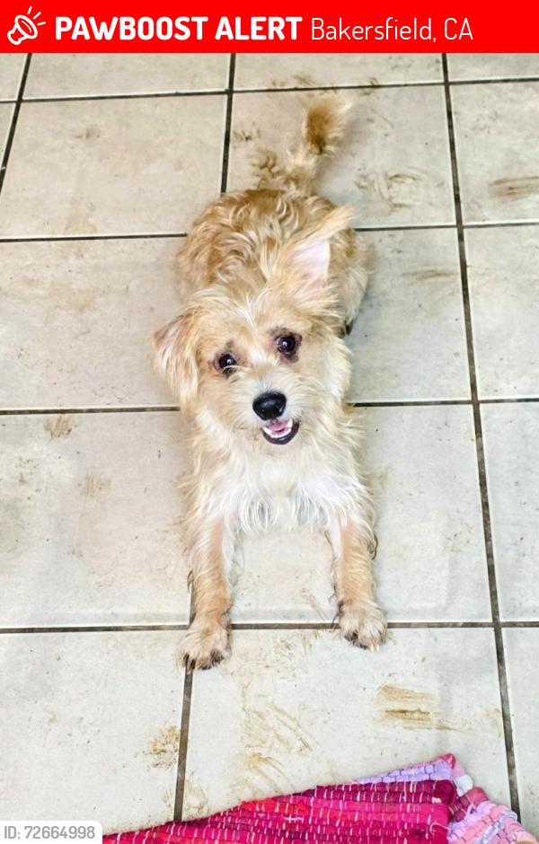 Lost Male Dog last seen St joseph's church and baker st Bakersfield , Bakersfield, CA 93305