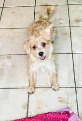 Lost Male Dog last seen St joseph's church and baker st Bakersfield , Bakersfield, CA 93305