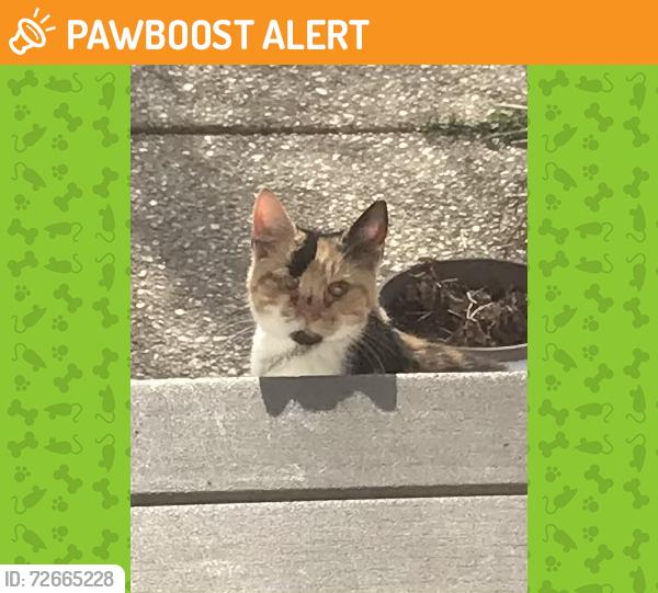 Found/Stray Female Cat last seen Crayfish Terrace , South Chesterfield, VA 23834