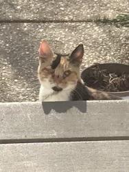 Found/Stray Female Cat last seen Crayfish Terrace , South Chesterfield, VA 23834