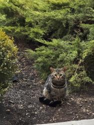 Found/Stray Unknown Cat last seen Mercer street, Albany, NY 12208