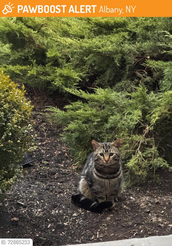 Found/Stray Unknown Cat last seen Mercer street, Albany, NY 12208