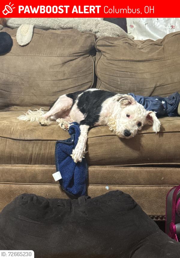Lost Male Dog last seen Between Livingston and Main, along Barnett , Columbus, OH 43227