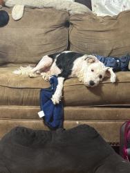 Lost Male Dog last seen Between Livingston and Main, along Barnett , Columbus, OH 43227
