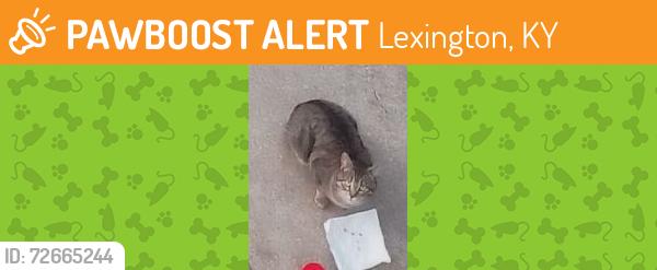 Found/Stray Unknown Cat last seen Woodland triangle Lexington KY , Lexington, KY 40502