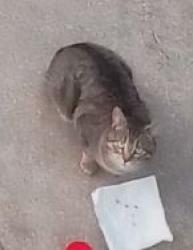 Found/Stray Unknown Cat last seen Woodland triangle Lexington KY , Lexington, KY 40502