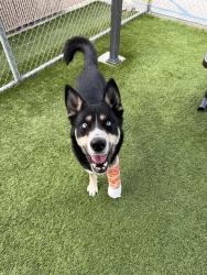 Lost Male Dog last seen About rd, South Gate, CA 90280