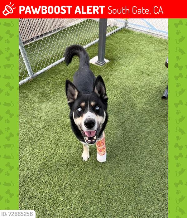 Lost Male Dog last seen About rd, South Gate, CA 90280