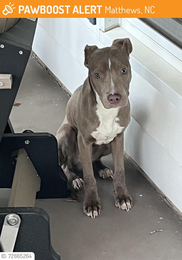 Found/Stray Male Dog last seen Near Linville Drive in Sardis Plantation neighborhood in Matthews., Matthews, NC 28105