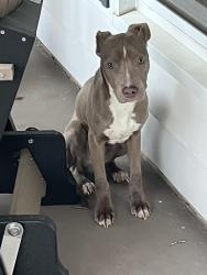 Found/Stray Male Dog last seen Near Linville Drive in Sardis Plantation neighborhood in Matthews., Matthews, NC 28105