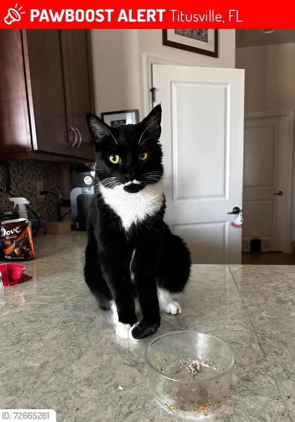 Lost Male Cat last seen Singleton and Washington , Titusville, FL 32796