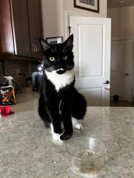 Lost Male Cat last seen Singleton and Washington , Titusville, FL 32796