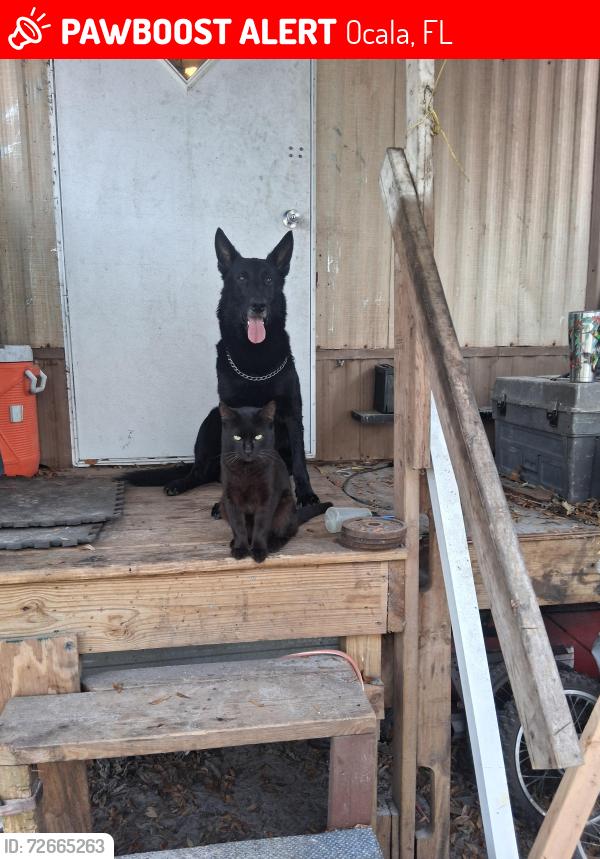 Lost Male Cat last seen Jungle boys, Ocala, FL 34475