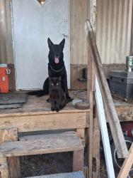 Lost Male Cat last seen Jungle boys, Ocala, FL 34475