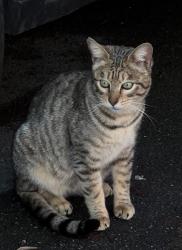 Found/Stray Female Cat last seen Stoke park, Stoke Gifford, England BS16 1WP